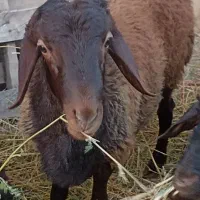 بره نر 60کیلویی سالم|حیوانات مزرعه|گرمسار, |دیوار