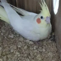 جفت عروس هلندی|پرنده|مشهد, امام خمینی|دیوار