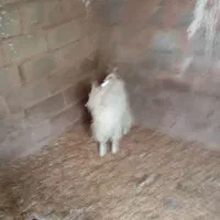 کره نر