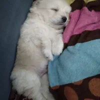 حیوانات|سگ|کرمان, |دیوار