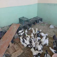 کبوتر|پرنده|خانمیرزا, |دیوار