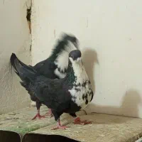 کبوتر نروماده