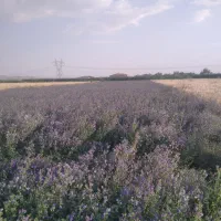 فروش بذرمائوپا