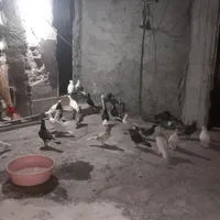 کفتر