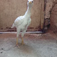 جوجه لاری