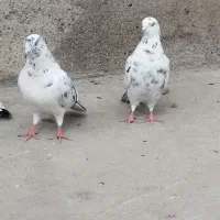 کبوتر تهرانی