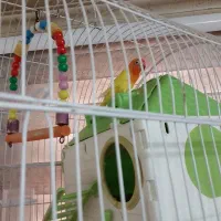 طوطی کوتوله فیشر با قفس
