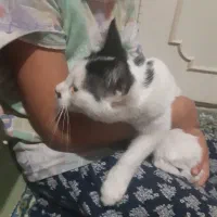 واگذاری گربه مهربان|گربه|قزوین, |دیوار