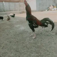 فروش مرغ خروس لاری