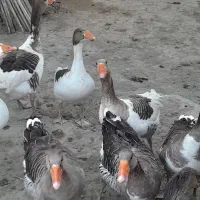 حیوانات درمزرعه|حیوانات مزرعه|میناب, |دیوار