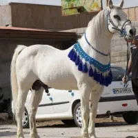 اسب نریان