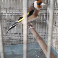 سهره نرمتولد قفس،سهره ماده