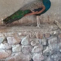 طاووس نر بالغ