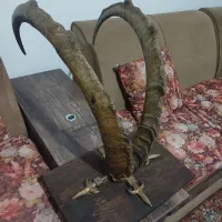 دکوری و تزئینات