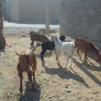 گوسفند پاکستلنی|حیوانات مزرعه|عنبرآباد, |دیوار