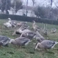 غاز و قوغاز