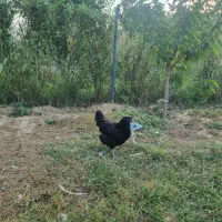 مرغ و جوجه ایام سمانی