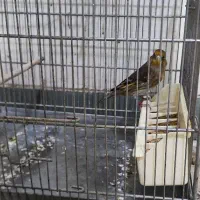 سهره قناری ماده