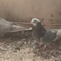 چندعدد کبوتر تهرانی و پر|پرنده|فرخ‌شهر, |دیوار