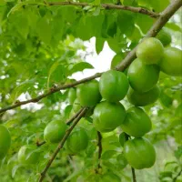فروش زمین ۴۷۵ متری در بیجارپس|فروش زمین و ملک کلنگی|رشت, بیجارپس|دیوار