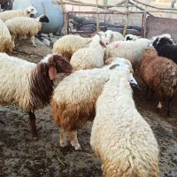 بره نرکیلویی360