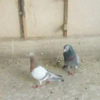 کبوتر سار سرور