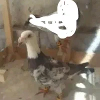 کفتر سوسکی یا بزک گمشده|پرنده|مشهد, شهید قربانی|دیوار