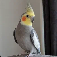 عروس هلندی نر