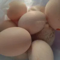 تخم مرغ رسمی