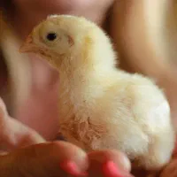 جوجه1روزه گوشتی، ایندین ریور صادراتی 308،