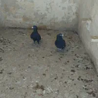 نروماده پلنگ خوشکل