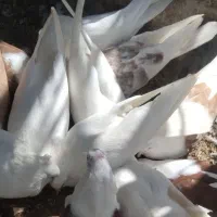 کفتر