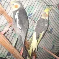 فروش عروس هلندی