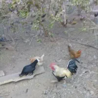 مرغ و خروس|حیوانات مزرعه|گتوند, |دیوار