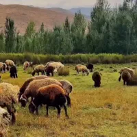 باغ-با-درختان-مثمر