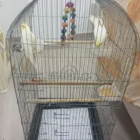 عروس هلندی همراه با قفس|پرنده|آستارا, |دیوار