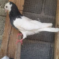 کبوتر ، طوقی ، پلاکی|پرنده|جم, |دیوار