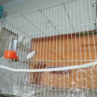 فنچ نرگسی قناری سهره|پرنده|مشهد, کارگران|دیوار