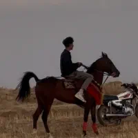 اسب (مادیان کورد)