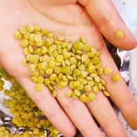 عدس|خوردنی و آشامیدنی|شباب, |دیوار
