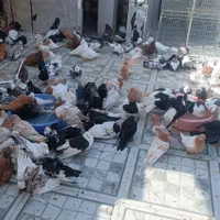 کبوتر کلکسیونی و پرشی درجه یک|پرنده|سردشت, |دیوار