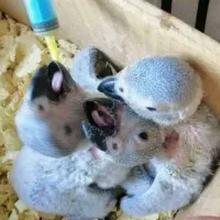جوجه کاسکو سرلاکی و تازه دانه خور|پرنده|جهرم, |دیوار