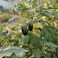 فروش ملک|فروش خانه و ویلا|چغادک, |دیوار