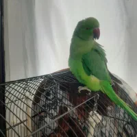 ملنگوی نر،سالم ،شیطون وبازی گوش ‌قیمت ۷۵۰۰|پرنده|شهریار, شهرک بهاران (ویره)|دیوار