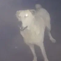 ماده مایه دوساله آلابای اصل ترکمن واگذار میشود