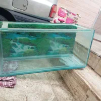 آکواریوم شیشه ۱۰میل