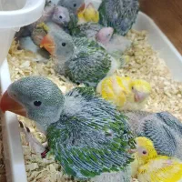 فروش انواع طوطی سانان