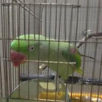 یک جفت شاه طوطی و ماده ملنگو|پرنده|اردکان, |دیوار