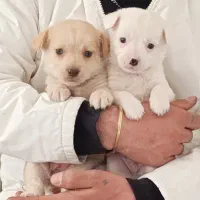 حیوان خانگی