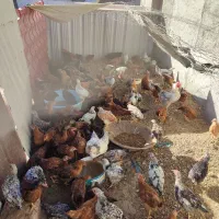 جوجه مرغ و خروس|حیوانات مزرعه|بومهن, |دیوار